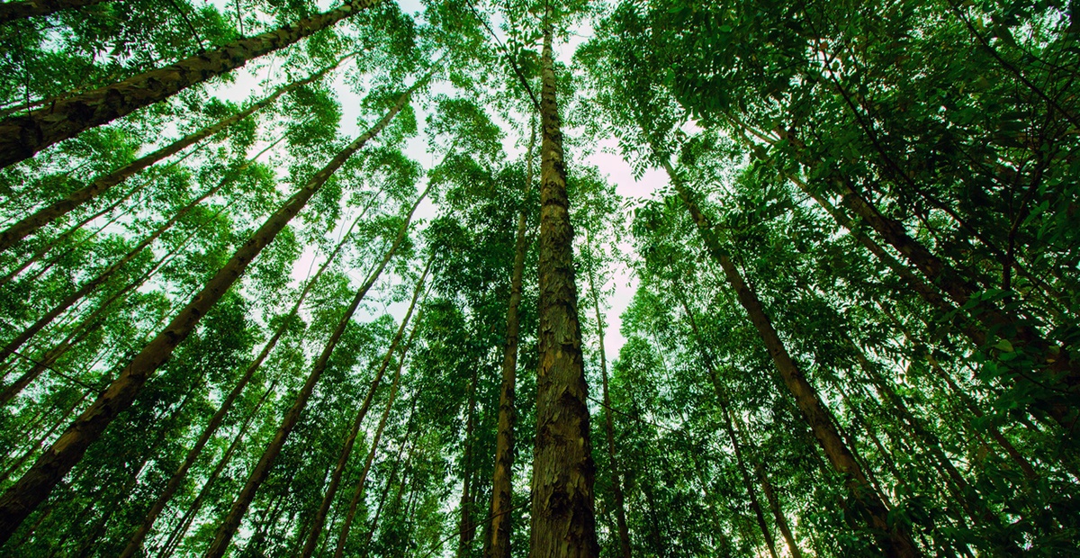 The Forest From the Trees