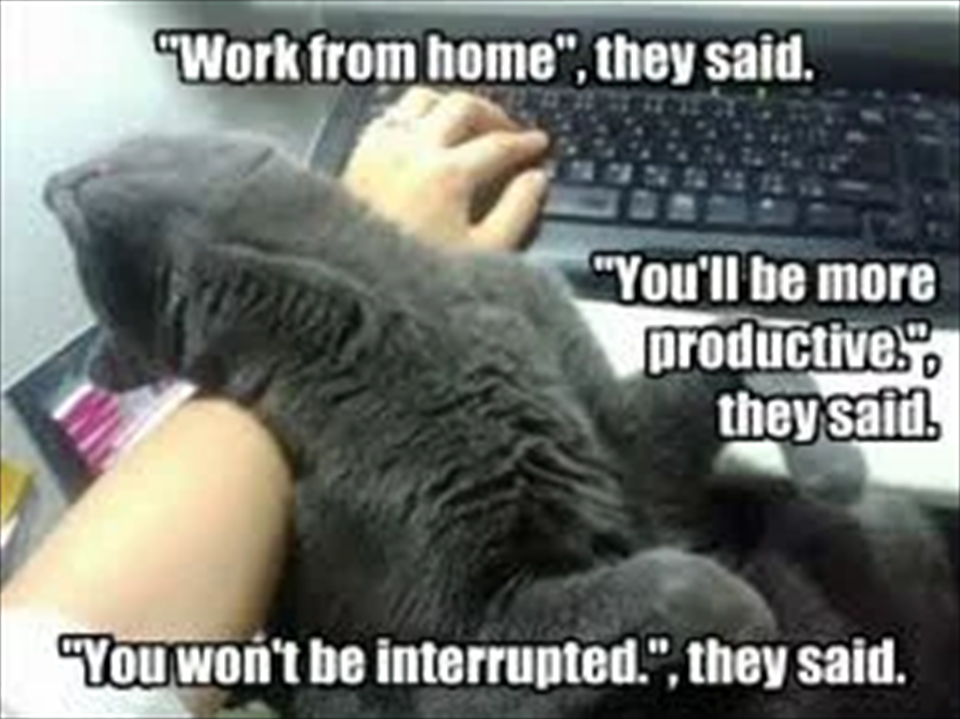 Cat Owners during WFH